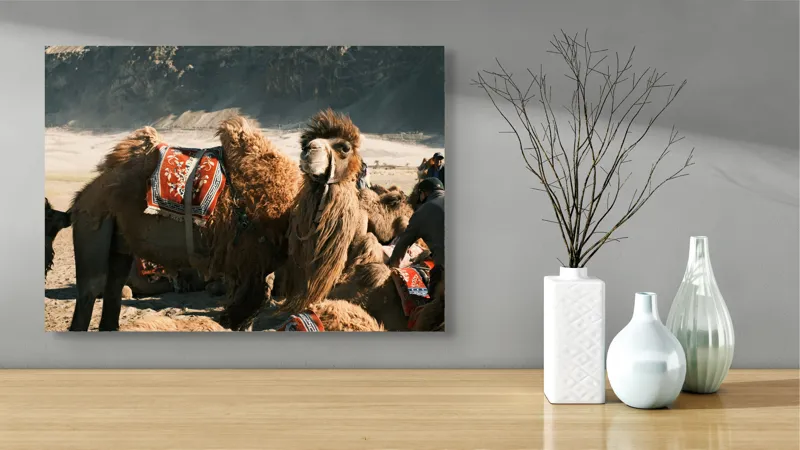 Tablou Canvas, "Cămila cu șaua brodată colorată", Cămile, Peisaj, Păturici, Munte, Cer, Nisip, Blană, Grup, Călători, Odihnă, 70 x 50 cm – poza 3