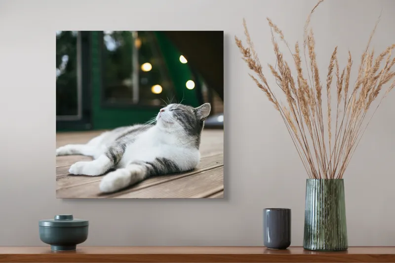 Tablou Canvas, "Răsfățul unei după-amiezi liniștite", Pisică, Relaxare, Plăcere, Natură, Lumină, Fericire, Lemn, Repaus, 50 x 50 cm – poza 4