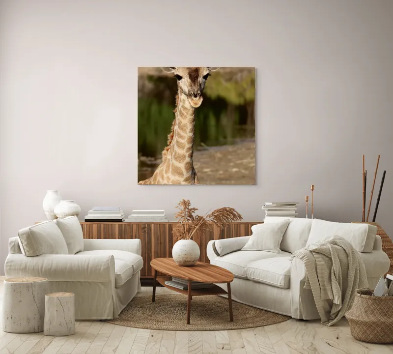 Tablou Canvas, "Puiul de girafă în sălbăticie", Gingășie, Grație, Eleganță, Natură, Serenitate, Splendoare, Viu, Liniște, 100 x 100 cm – poza 3
