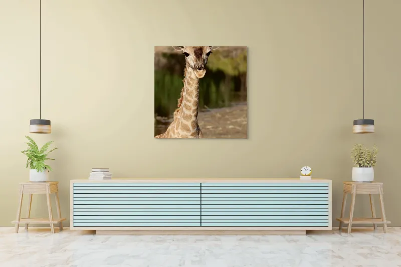 Tablou Canvas, "Puiul de girafă în sălbăticie", Gingășie, Grație, Eleganță, Natură, Serenitate, Splendoare, Viu, Liniște, 100 x 100 cm – poza 5