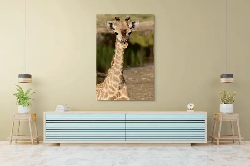 Tablou Canvas, "Puiul de girafă în sălbăticie", Gingășie, Grație, Eleganță, Natură, Serenitate, Splendoare, Viu, Liniște, 100 x 150 cm – poza 4