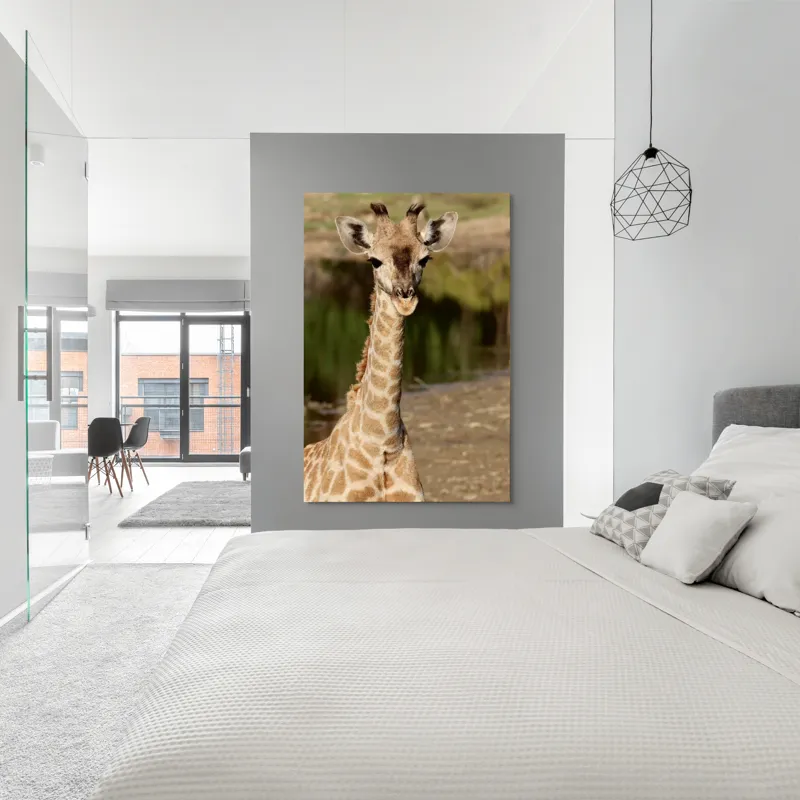 Tablou Canvas, "Puiul de girafă în sălbăticie", Gingășie, Grație, Eleganță, Natură, Serenitate, Splendoare, Viu, Liniște, 100 x 150 cm – poza 5