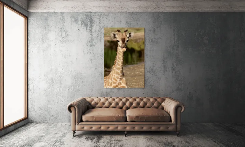 Tablou Canvas, "Puiul de girafă în sălbăticie", Gingășie, Grație, Eleganță, Natură, Serenitate, Splendoare, Viu, Liniște, 100 x 150 cm – poza 6