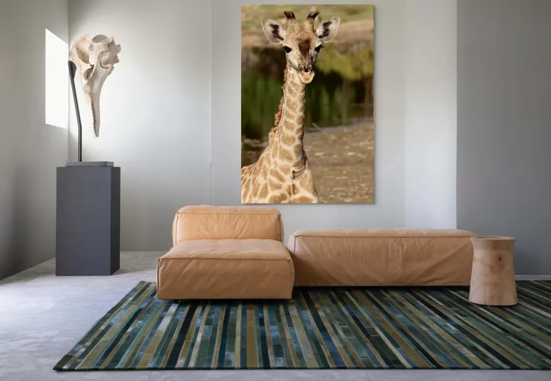 Tablou Canvas, "Puiul de girafă în sălbăticie", Gingășie, Grație, Eleganță, Natură, Serenitate, Splendoare, Viu, Liniște, 100 x 150 cm – poza 7