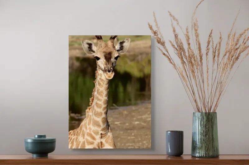 Tablou Canvas, "Puiul de girafă în sălbăticie", Gingășie, Grație, Eleganță, Natură, Serenitate, Splendoare, Viu, Liniște, 39 x 54 cm – poza 3