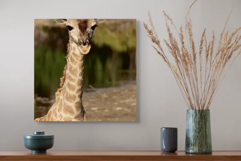 Tablou Canvas, "Puiul de girafă în sălbăticie", Gingășie, Grație, Eleganță, Natură, Serenitate, Splendoare, Viu, Liniște, 50 x 50 cm – poza 4