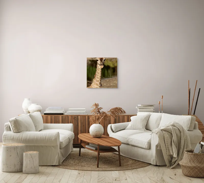 Tablou Canvas, "Puiul de girafă în sălbăticie", Gingășie, Grație, Eleganță, Natură, Serenitate, Splendoare, Viu, Liniște, 50 x 50 cm – poza 7