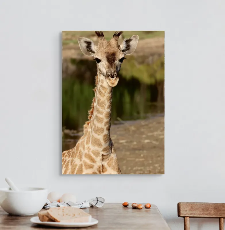 Tablou Canvas, "Puiul de girafă în sălbăticie", Gingășie, Grație, Eleganță, Natură, Serenitate, Splendoare, Viu, Liniște, 50 x 70 cm – poza 3