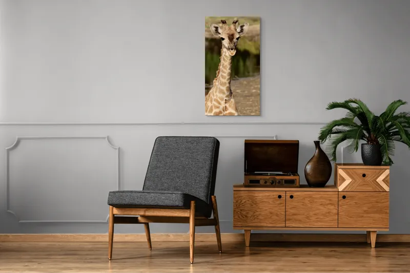 Tablou Canvas, "Puiul de girafă în sălbăticie", Gingășie, Grație, Eleganță, Natură, Serenitate, Splendoare, Viu, Liniște, 50 x 90 cm – poza 8