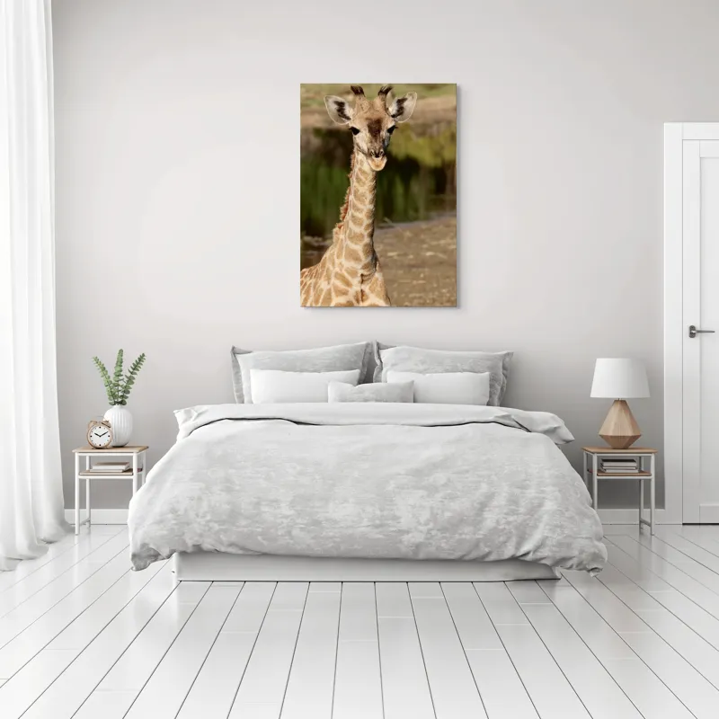 Tablou Canvas, "Puiul de girafă în sălbăticie", Gingășie, Grație, Eleganță, Natură, Serenitate, Splendoare, Viu, Liniște, 70 x 100 cm – poza 3
