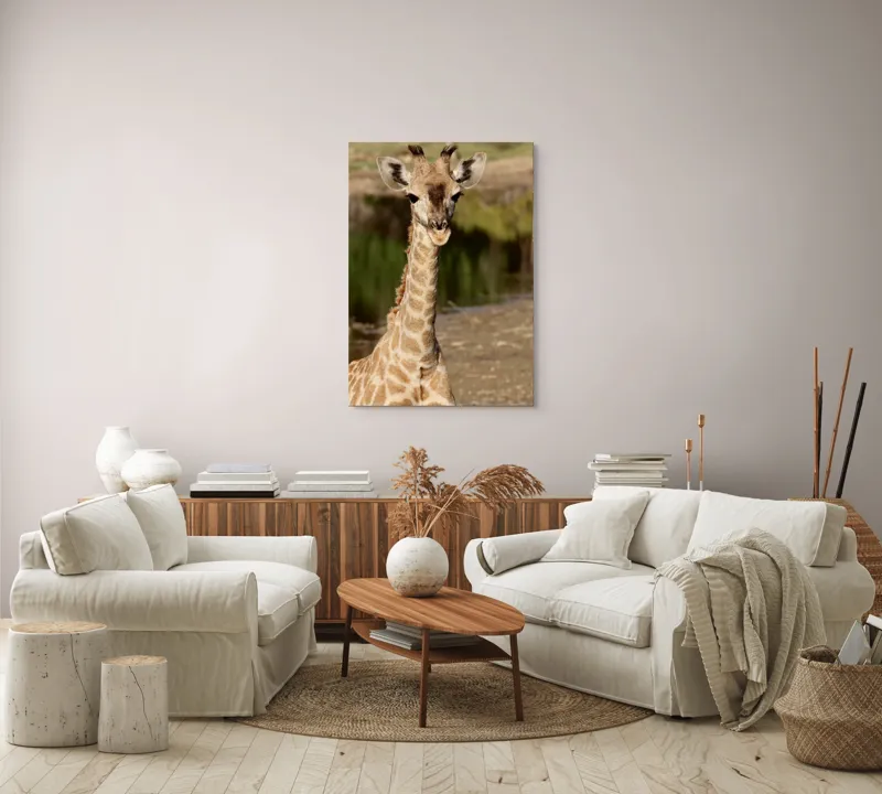 Tablou Canvas, "Puiul de girafă în sălbăticie", Gingășie, Grație, Eleganță, Natură, Serenitate, Splendoare, Viu, Liniște, 70 x 100 cm – poza 4