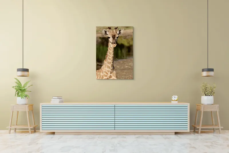 Tablou Canvas, "Puiul de girafă în sălbăticie", Gingășie, Grație, Eleganță, Natură, Serenitate, Splendoare, Viu, Liniște, 70 x 100 cm – poza 5