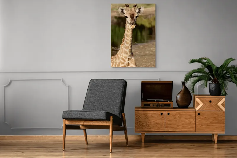 Tablou Canvas, "Puiul de girafă în sălbăticie", Gingășie, Grație, Eleganță, Natură, Serenitate, Splendoare, Viu, Liniște, 70 x 100 cm – poza 6