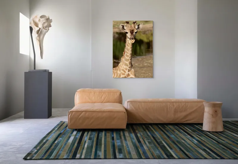 Tablou Canvas, "Puiul de girafă în sălbăticie", Gingășie, Grație, Eleganță, Natură, Serenitate, Splendoare, Viu, Liniște, 70 x 100 cm – poza 7