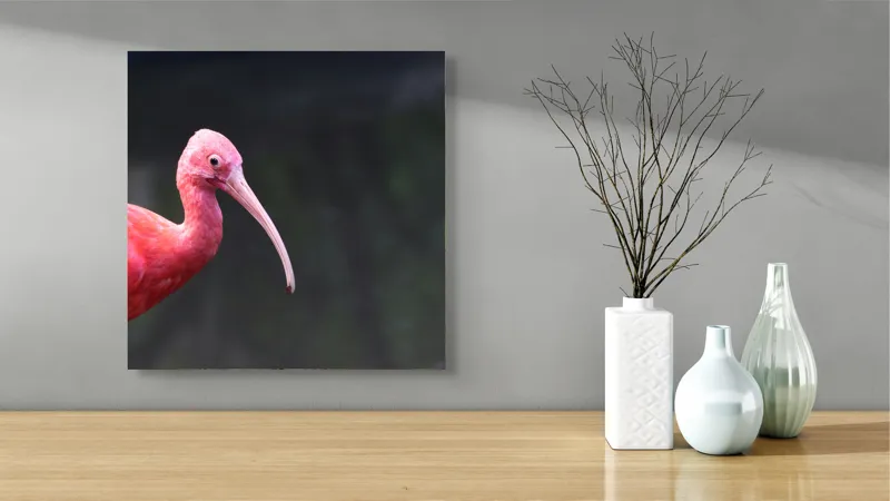 Tablou Canvas, "Pasărea roșie în contemplare liniștită", Roșu, Ibis, Penaj, Cioc, Elegant, Contrast, Natură, Frumusețe., 50 x 50 cm – poza 3