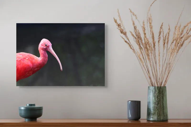 Tablou Canvas, "Pasărea roșie în contemplare liniștită", Roșu, Ibis, Penaj, Cioc, Elegant, Contrast, Natură, Frumusețe., 54 x 39 cm – poza 4