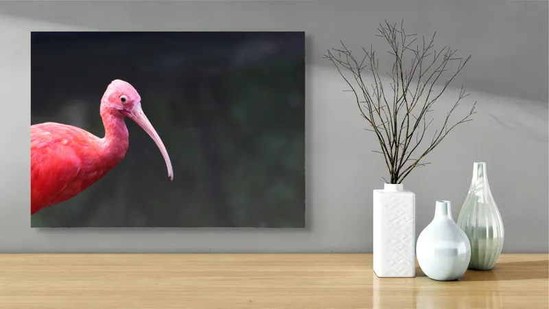 Tablou Canvas, "Pasărea roșie în contemplare liniștită", Roșu, Ibis, Penaj, Cioc, Elegant, Contrast, Natură, Frumusețe., 70 x 50 cm – poza 3