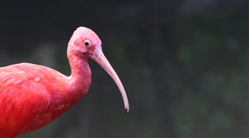 Tablou Canvas, "Pasărea roșie în contemplare liniștită", Roșu, Ibis, Penaj, Cioc, Elegant, Contrast, Natură, Frumusețe., 90 x 50 cm – poza 2