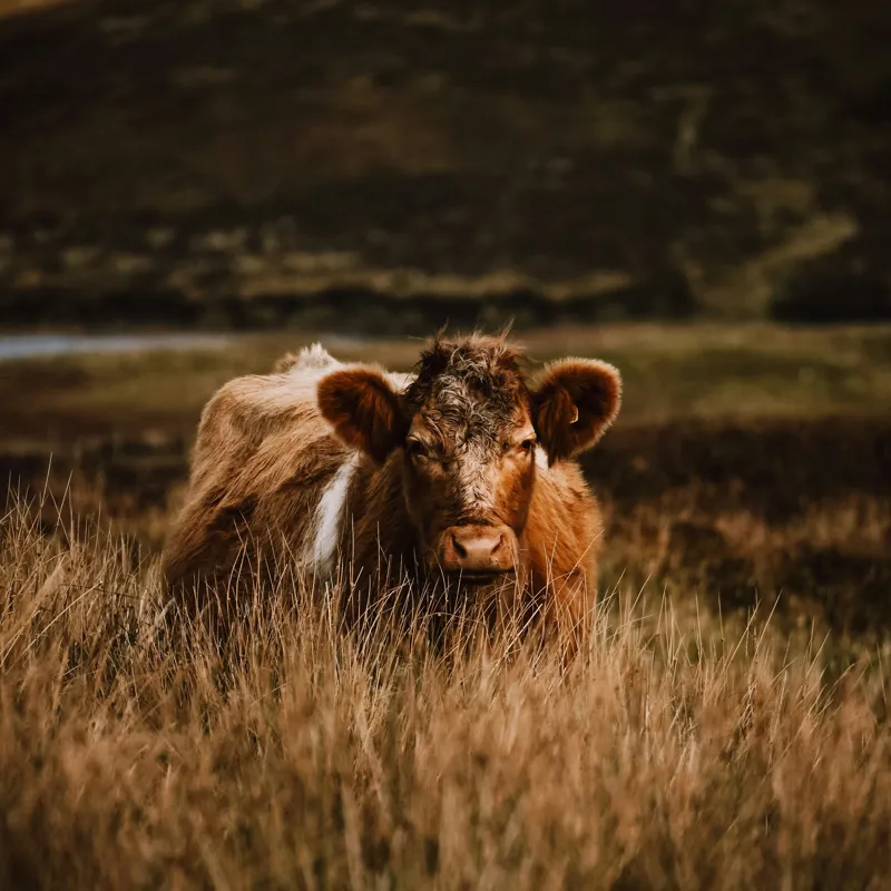 Tablou Canvas, "Vaca rătăcită printre dealuri verzi", Vacă, Pășune, Pământ, Câmpie, Coline, Natură, Blană, Iarbă, Rural, Peisaj, 100 x 100 cm – poza 2