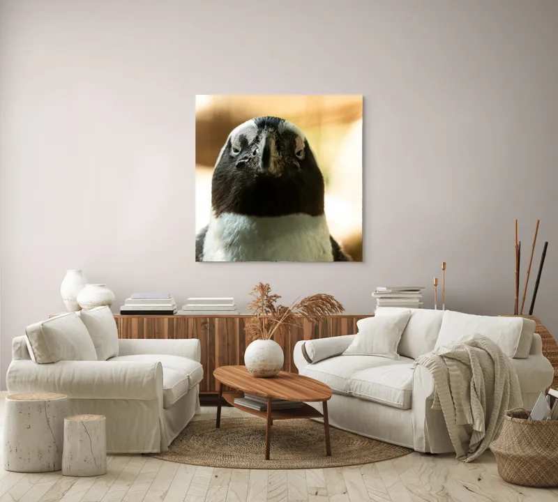 Tablou Canvas, "Privirea enigmatică a pinguinului african", Pingvin, Privire, Amuzant, Pene, Ochi, Apropiere, Contrast, Natural, Blana, Calm., 100 x 100 cm – poza 3