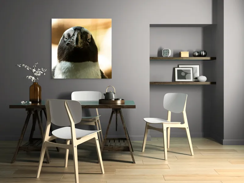 Tablou Canvas, "Privirea enigmatică a pinguinului african", Pingvin, Privire, Amuzant, Pene, Ochi, Apropiere, Contrast, Natural, Blana, Calm., 100 x 100 cm – poza 6