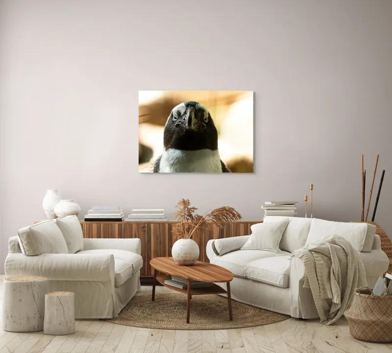 Tablou Canvas, "Privirea enigmatică a pinguinului african", Pingvin, Privire, Amuzant, Pene, Ochi, Apropiere, Contrast, Natural, Blana, Calm., 100 x 70 cm – poza 3