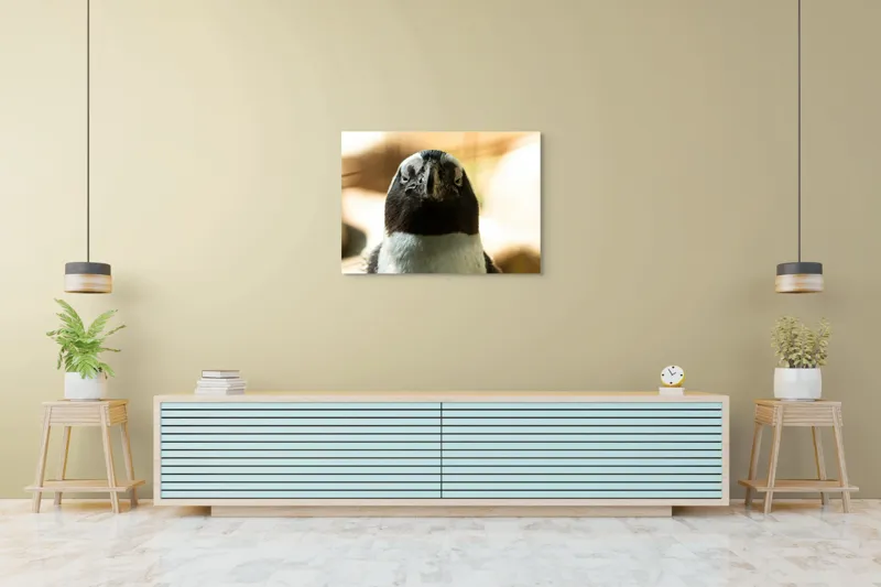 Tablou Canvas, "Privirea enigmatică a pinguinului african", Pingvin, Privire, Amuzant, Pene, Ochi, Apropiere, Contrast, Natural, Blana, Calm., 100 x 70 cm – poza 4
