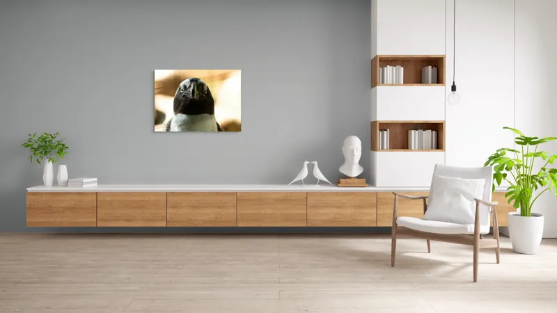 Tablou Canvas, "Privirea enigmatică a pinguinului african", Pingvin, Privire, Amuzant, Pene, Ochi, Apropiere, Contrast, Natural, Blana, Calm., 100 x 70 cm – poza 6