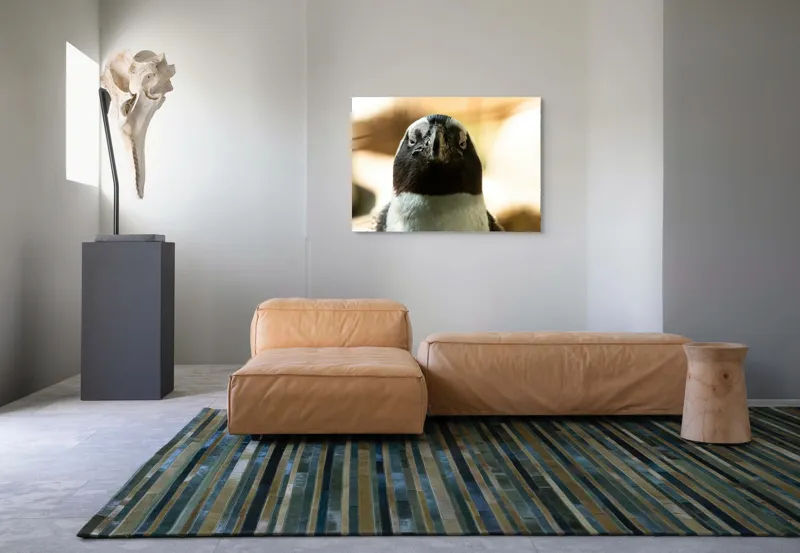 Tablou Canvas, "Privirea enigmatică a pinguinului african", Pingvin, Privire, Amuzant, Pene, Ochi, Apropiere, Contrast, Natural, Blana, Calm., 100 x 70 cm – poza 7