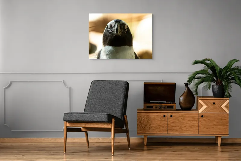 Tablou Canvas, "Privirea enigmatică a pinguinului african", Pingvin, Privire, Amuzant, Pene, Ochi, Apropiere, Contrast, Natural, Blana, Calm., 100 x 70 cm – poza 8