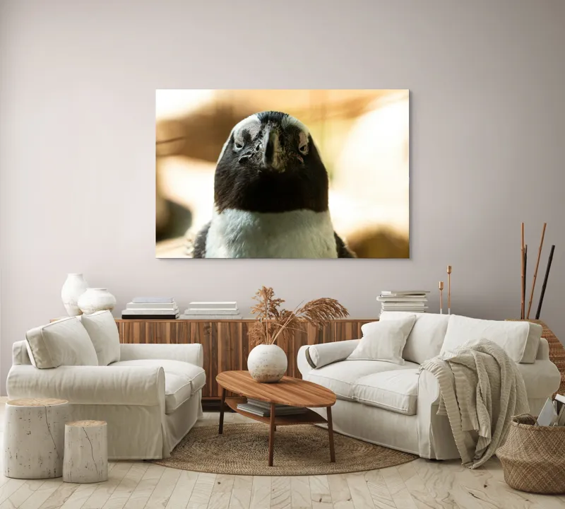 Tablou Canvas, "Privirea enigmatică a pinguinului african", Pingvin, Privire, Amuzant, Pene, Ochi, Apropiere, Contrast, Natural, Blana, Calm., 150 x 100 cm – poza 3