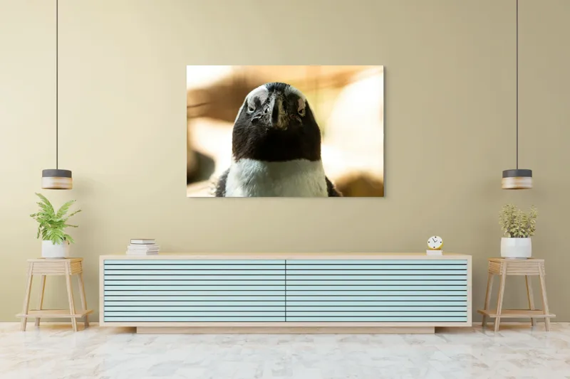 Tablou Canvas, "Privirea enigmatică a pinguinului african", Pingvin, Privire, Amuzant, Pene, Ochi, Apropiere, Contrast, Natural, Blana, Calm., 150 x 100 cm – poza 6