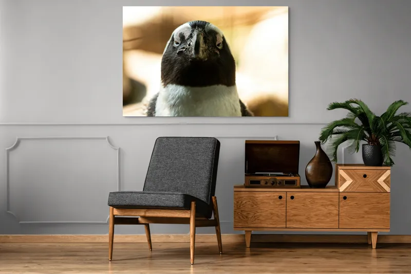 Tablou Canvas, "Privirea enigmatică a pinguinului african", Pingvin, Privire, Amuzant, Pene, Ochi, Apropiere, Contrast, Natural, Blana, Calm., 150 x 100 cm – poza 8