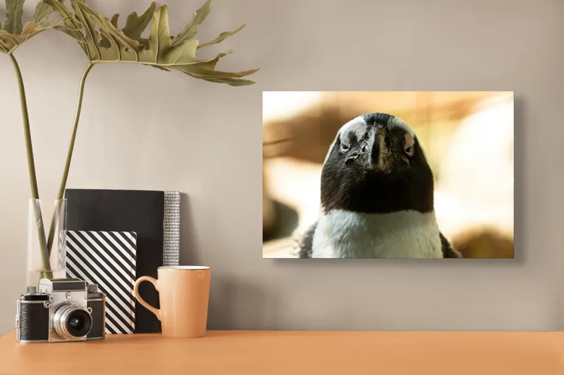 Tablou Canvas, "Privirea enigmatică a pinguinului african", Pingvin, Privire, Amuzant, Pene, Ochi, Apropiere, Contrast, Natural, Blana, Calm., 39 x 26 cm – poza 3