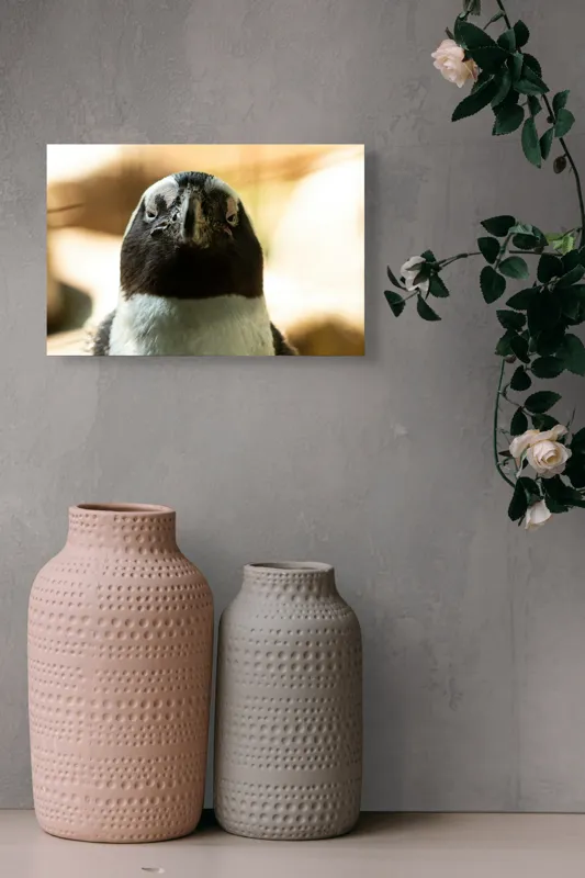 Tablou Canvas, "Privirea enigmatică a pinguinului african", Pingvin, Privire, Amuzant, Pene, Ochi, Apropiere, Contrast, Natural, Blana, Calm., 39 x 26 cm – poza 4