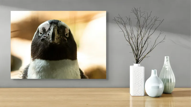 Tablou Canvas, "Privirea enigmatică a pinguinului african", Pingvin, Privire, Amuzant, Pene, Ochi, Apropiere, Contrast, Natural, Blana, Calm., 70 x 50 cm – poza 3
