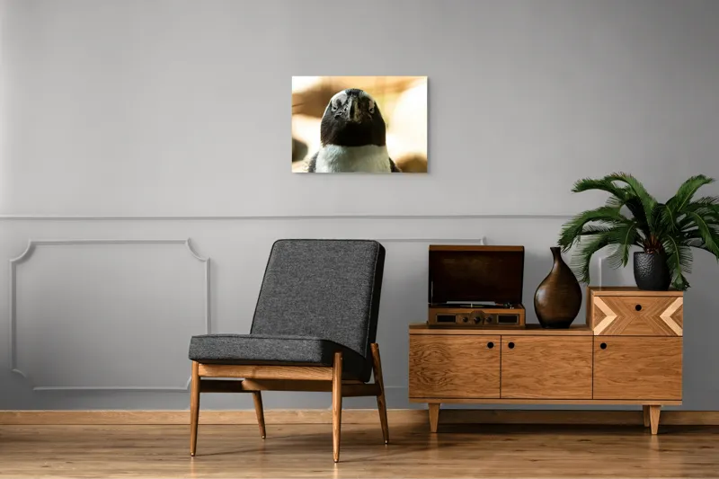 Tablou Canvas, "Privirea enigmatică a pinguinului african", Pingvin, Privire, Amuzant, Pene, Ochi, Apropiere, Contrast, Natural, Blana, Calm., 70 x 50 cm – poza 4
