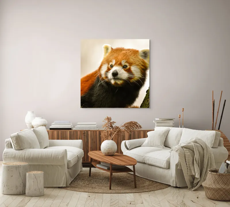 Tablou Canvas, "Micuțul panda roșu printre copaci", Roșcat, Blană, Urechiușe, Privire, Copac, Natură, Drăgălaș, Curios, Mic, Adorabil, 100 x 100 cm – poza 3