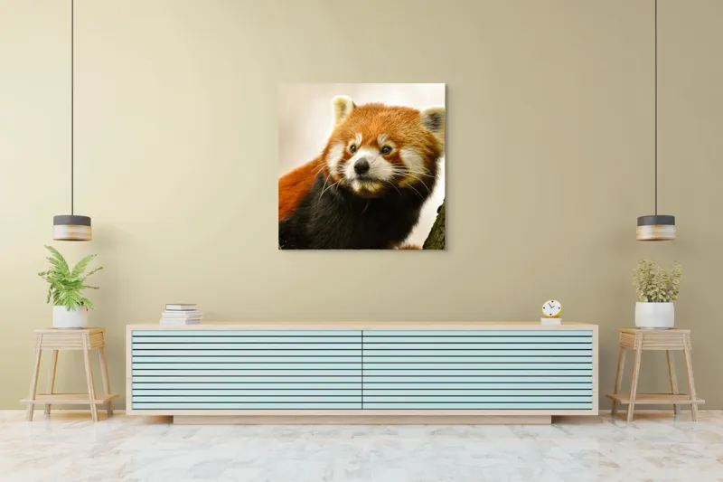 Tablou Canvas, "Micuțul panda roșu printre copaci", Roșcat, Blană, Urechiușe, Privire, Copac, Natură, Drăgălaș, Curios, Mic, Adorabil, 100 x 100 cm – poza 5