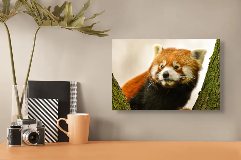 Tablou Canvas, "Micuțul panda roșu printre copaci", Roșcat, Blană, Urechiușe, Privire, Copac, Natură, Drăgălaș, Curios, Mic, Adorabil, 39 x 26 cm – poza 3