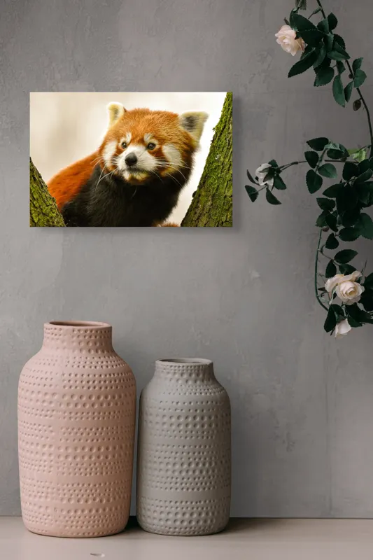 Tablou Canvas, "Micuțul panda roșu printre copaci", Roșcat, Blană, Urechiușe, Privire, Copac, Natură, Drăgălaș, Curios, Mic, Adorabil, 39 x 26 cm – poza 4