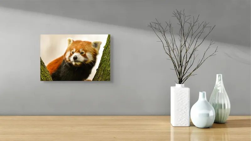Tablou Canvas, "Micuțul panda roșu printre copaci", Roșcat, Blană, Urechiușe, Privire, Copac, Natură, Drăgălaș, Curios, Mic, Adorabil, 39 x 26 cm – poza 8