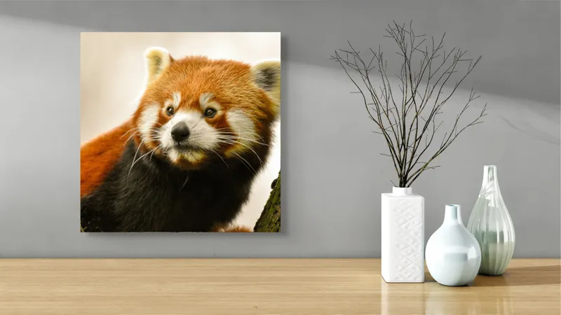 Tablou Canvas, "Micuțul panda roșu printre copaci", Roșcat, Blană, Urechiușe, Privire, Copac, Natură, Drăgălaș, Curios, Mic, Adorabil, 50 x 50 cm – poza 3