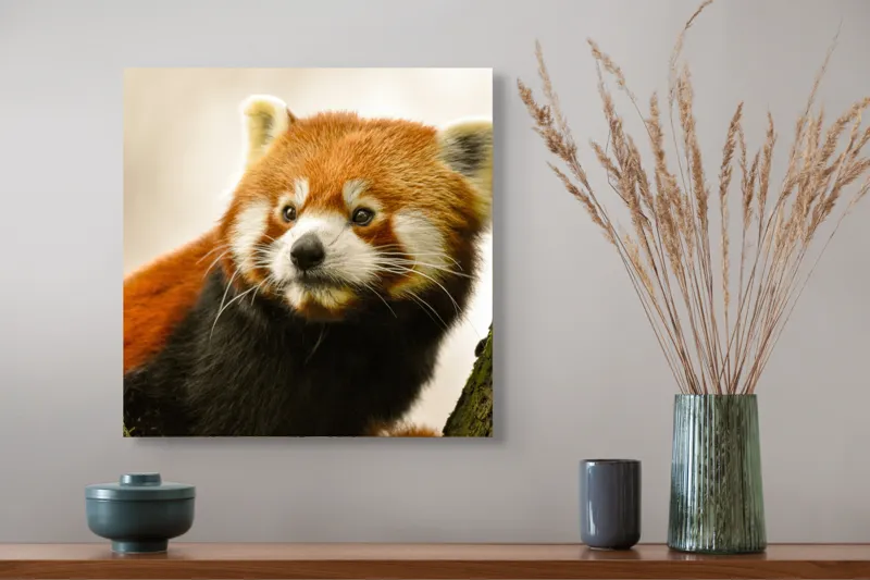 Tablou Canvas, "Micuțul panda roșu printre copaci", Roșcat, Blană, Urechiușe, Privire, Copac, Natură, Drăgălaș, Curios, Mic, Adorabil, 50 x 50 cm – poza 4