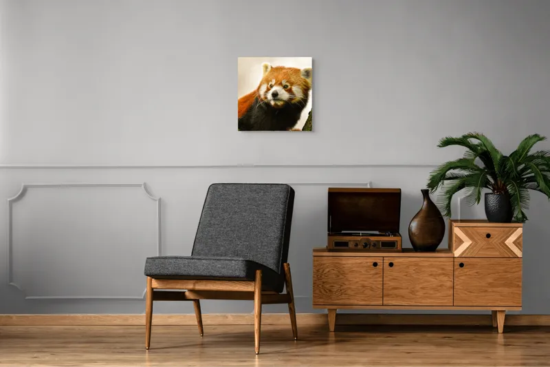 Tablou Canvas, "Micuțul panda roșu printre copaci", Roșcat, Blană, Urechiușe, Privire, Copac, Natură, Drăgălaș, Curios, Mic, Adorabil, 50 x 50 cm – poza 6