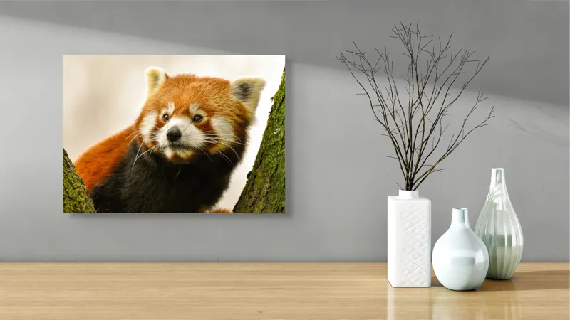 Tablou Canvas, "Micuțul panda roșu printre copaci", Roșcat, Blană, Urechiușe, Privire, Copac, Natură, Drăgălaș, Curios, Mic, Adorabil, 54 x 39 cm – poza 3