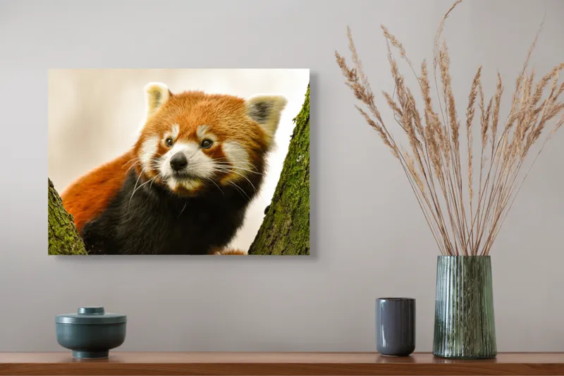 Tablou Canvas, "Micuțul panda roșu printre copaci", Roșcat, Blană, Urechiușe, Privire, Copac, Natură, Drăgălaș, Curios, Mic, Adorabil, 54 x 39 cm – poza 4