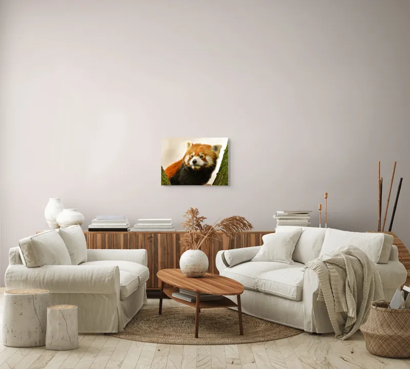 Tablou Canvas, "Micuțul panda roșu printre copaci", Roșcat, Blană, Urechiușe, Privire, Copac, Natură, Drăgălaș, Curios, Mic, Adorabil, 54 x 39 cm – poza 5