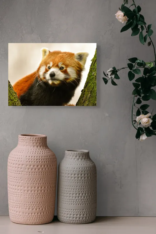 Tablou Canvas, "Micuțul panda roșu printre copaci", Roșcat, Blană, Urechiușe, Privire, Copac, Natură, Drăgălaș, Curios, Mic, Adorabil, 54 x 39 cm – poza 8