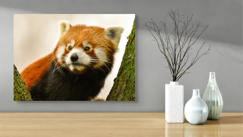 Tablou Canvas, "Micuțul panda roșu printre copaci", Roșcat, Blană, Urechiușe, Privire, Copac, Natură, Drăgălaș, Curios, Mic, Adorabil, 70 x 50 cm – poza 3